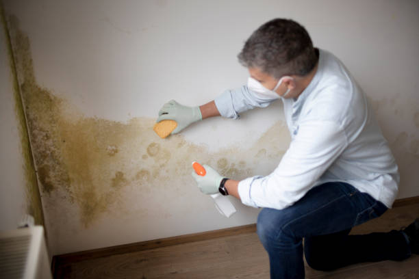 Best Industrial Mold Remediation  in Carrollton, AL