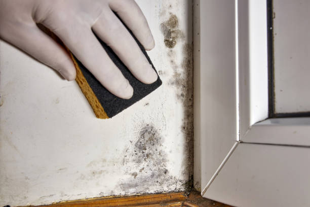 Best Mold Damage Restoration  in Carrollton, AL